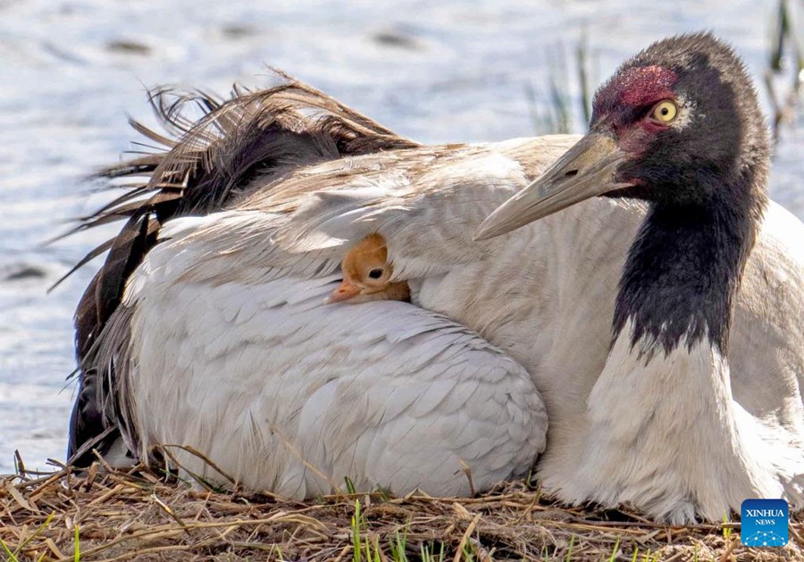 Le zone umide proteggono specie di uccelli dall'altopiano al paesaggio urbano