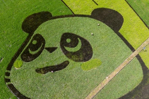 Chengdu, enorme "panda gigante" formato con riso colorato