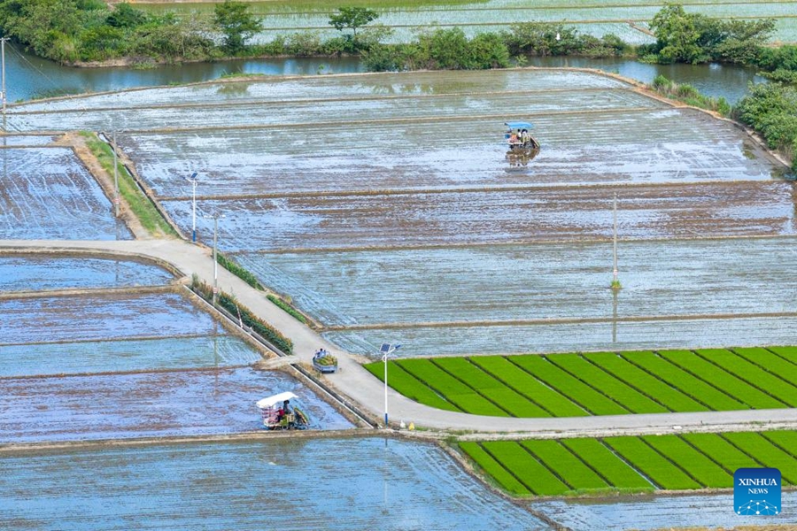 Agricoltori cinesi impegnati nella produzione agricola durante il termine solare Dashu