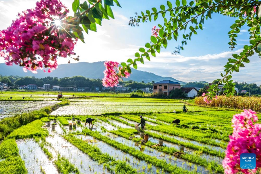 Agricoltori cinesi impegnati nella produzione agricola durante il termine solare Dashu