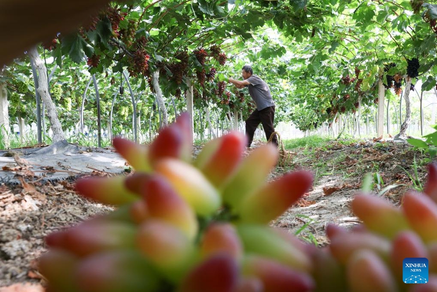 Agricoltori cinesi impegnati nella produzione agricola durante il termine solare Dashu