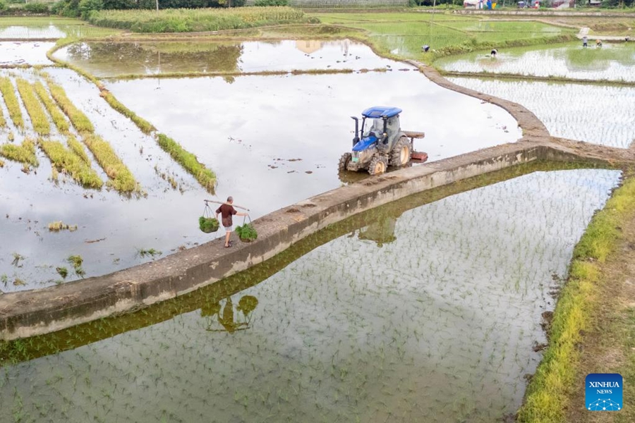 Agricoltori cinesi impegnati nella produzione agricola durante il termine solare Dashu