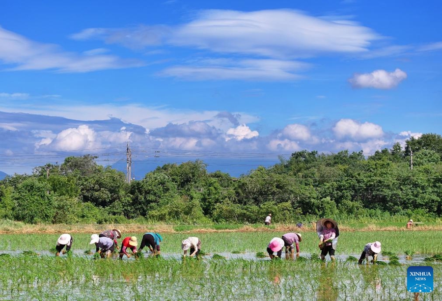 Agricoltori cinesi impegnati nella produzione agricola durante il termine solare Dashu