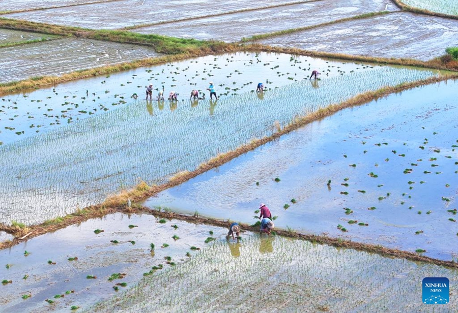 Agricoltori cinesi impegnati nella produzione agricola durante il termine solare Dashu