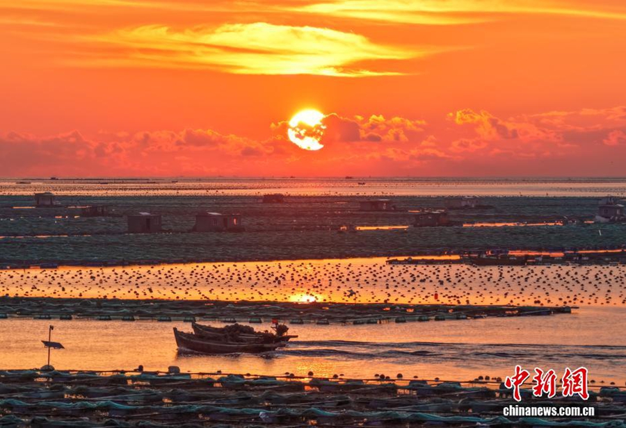 Vista aerea del "pascolo marino" autunnale a Rongcheng, Shandong