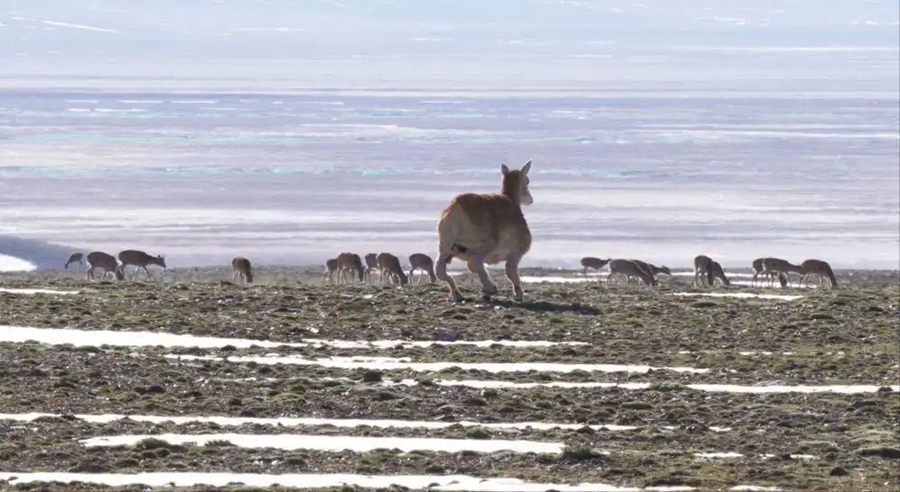 Il robot quadrupede X30 della Deep Robotics, travestito da antilope tibetana, si avvicina a una mandria di antilopi tibetane. 