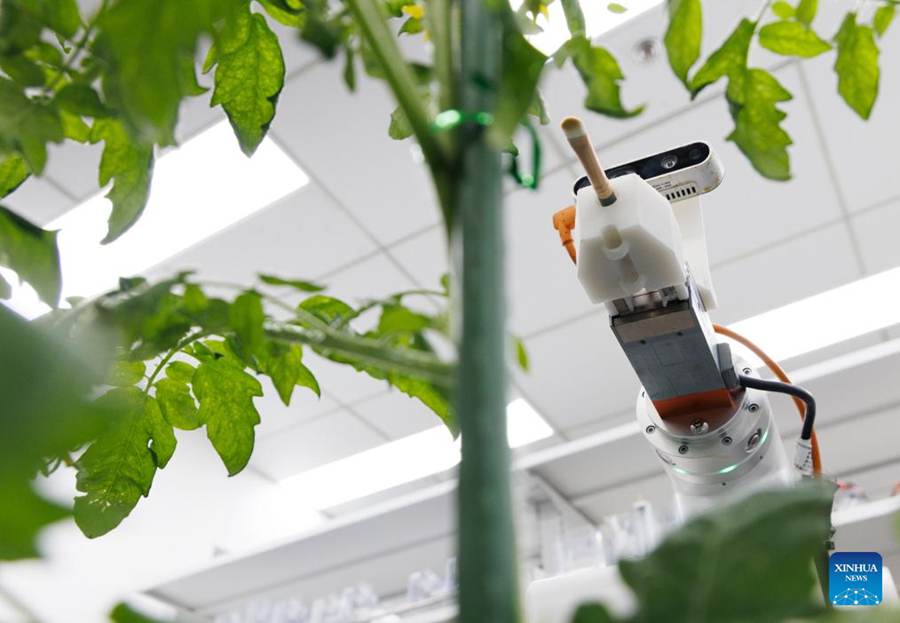Scienziati cinesi sviluppano il primo robot intelligente per la coltivazione a processo completo al mondo