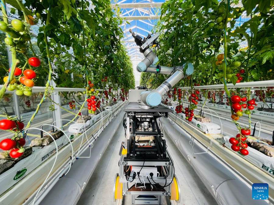 Il robot GEAIR svolge un lavoro di impollinazione ibrida in una serra a Beijing, capitale della Cina. (29 novembre 2024 - IGDB della CAS/Xinhua)