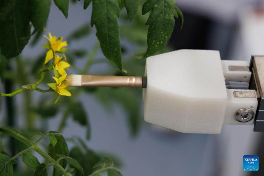 Scienziati cinesi sviluppano il primo robot intelligente per la coltivazione a processo completo al mondo