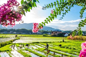 Agricoltori cinesi impegnati nella produzione agricola durante il termine solare Dashu