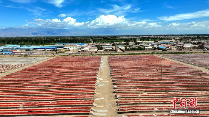 Xinjiang, pomodori in essiccazione nel deserto del Gobi