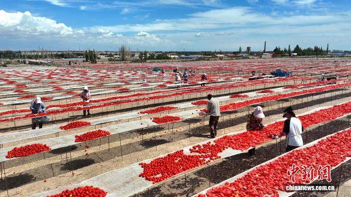 Xinjiang, pomodori in essiccazione nel deserto del Gobi