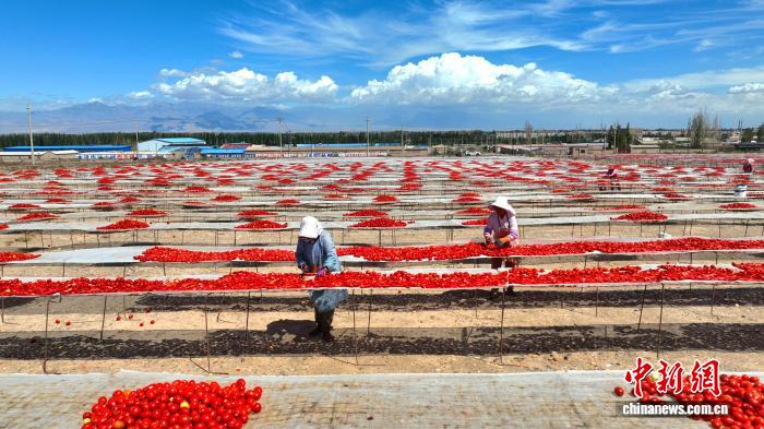 Xinjiang, pomodori in essiccazione nel deserto del Gobi
