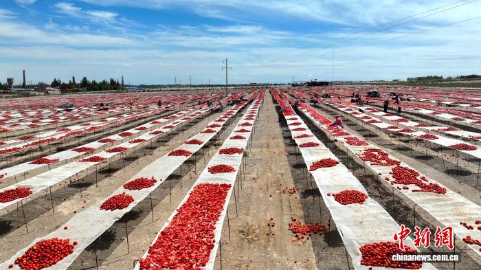 Xinjiang, pomodori in essiccazione nel deserto del Gobi