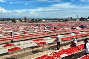 Xinjiang, pomodori in essiccazione nel deserto del Gobi