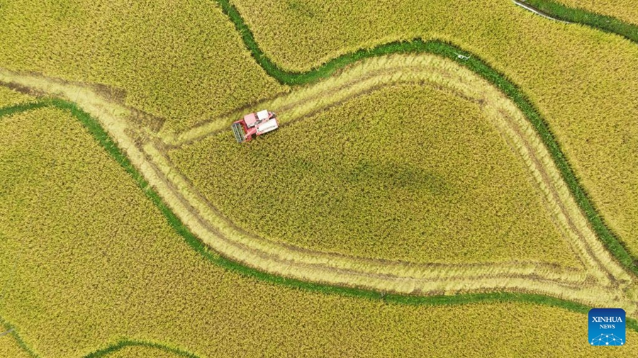 Raccolta autunnale in pieno svolgimento nella Cina orientale