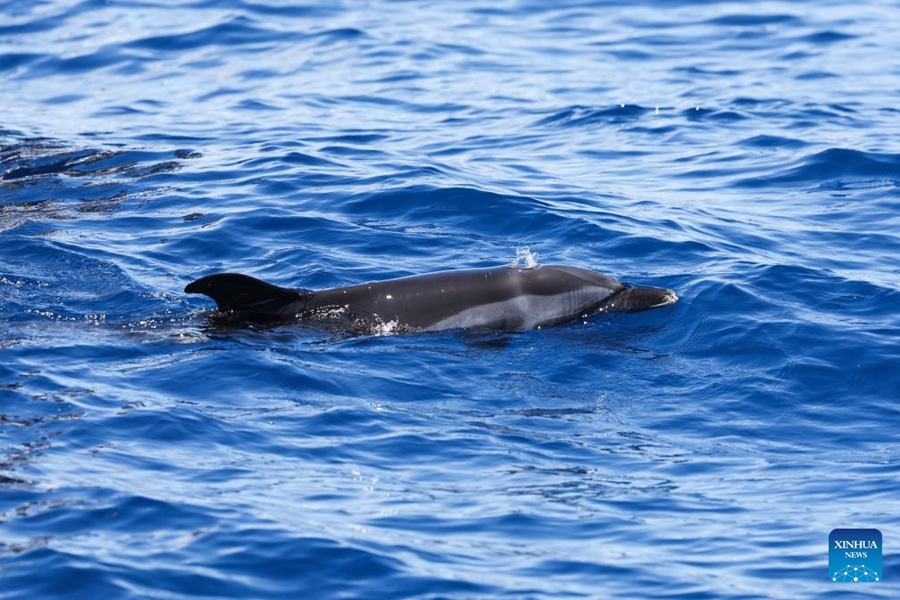 Delfino spiaggiato rilasciato in mare a Hainan, Cina