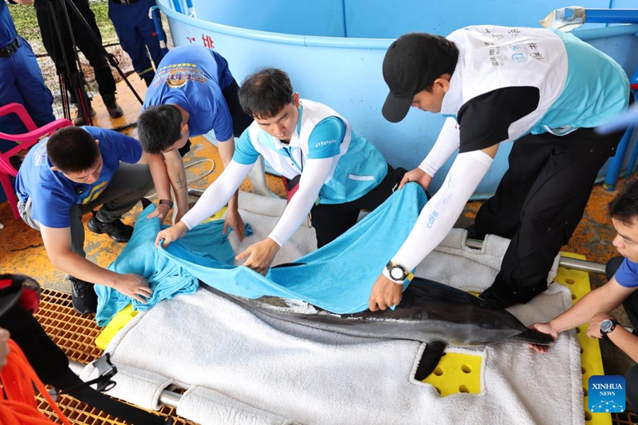 Delfino spiaggiato rilasciato in mare a Hainan, Cina