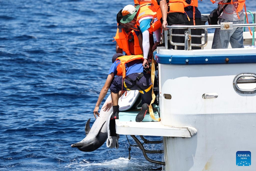 Delfino spiaggiato rilasciato in mare a Hainan, Cina