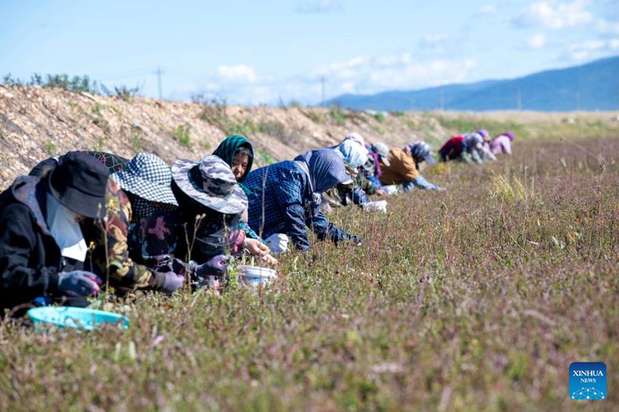 Heilongjiang, tenutosi il festival del raccolto dei mirtilli rossi