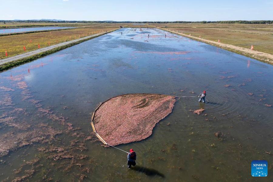 Heilongjiang, tenutosi il festival del raccolto dei mirtilli rossi