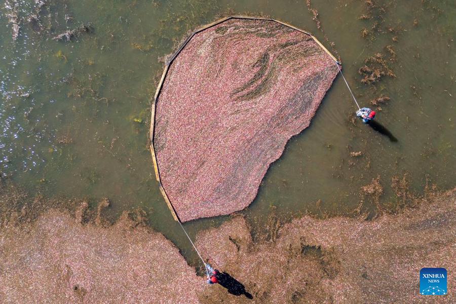 Heilongjiang, tenutosi il festival del raccolto dei mirtilli rossi