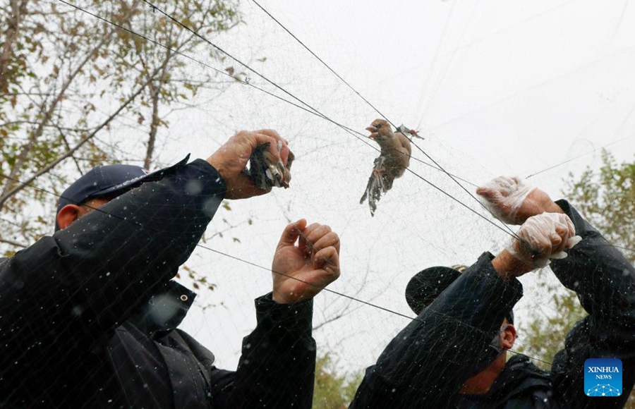 Volontari salvano un uccello intrappolato in reti illegali per la cattura di uccelli a Harbin, provincia dello Heilongjiang, Cina nordorientale. (19 ottobre 2025 – Xinhua/Zhang Shu)