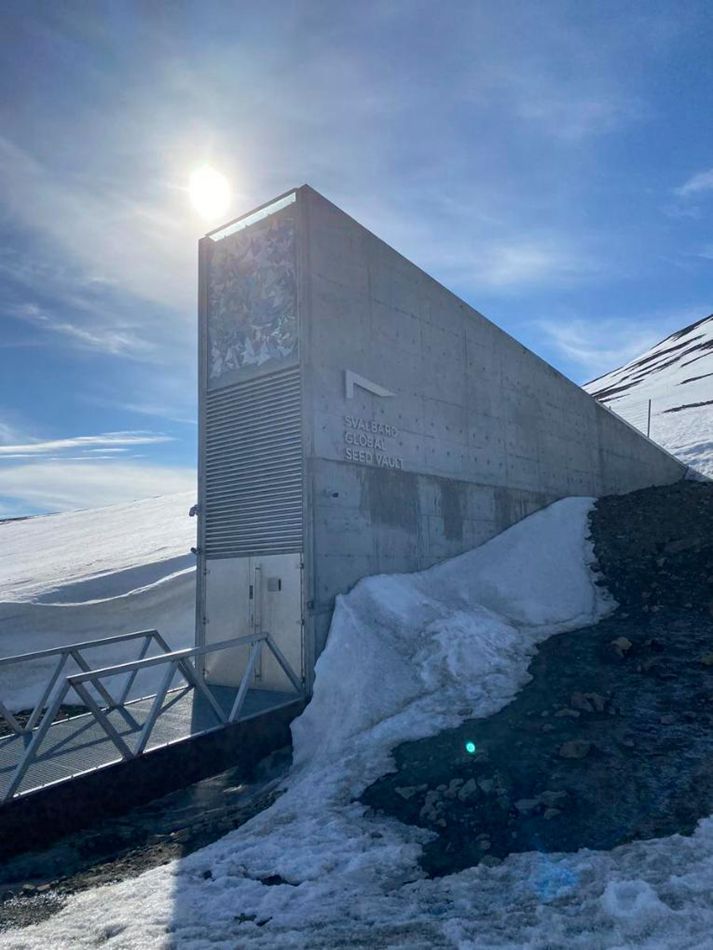 Banche genetiche globali depositano oltre 21.000 campioni di semi nello Svalbard Vault