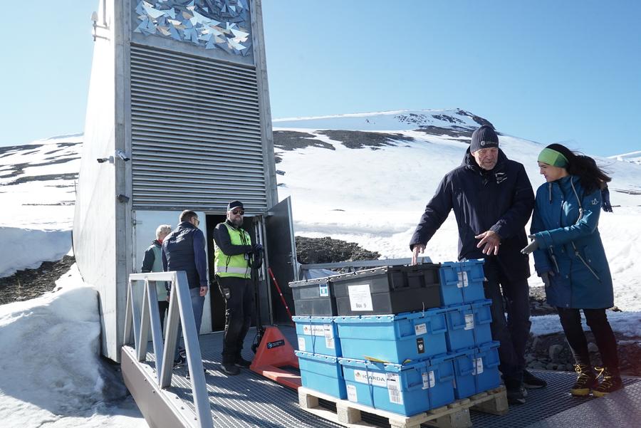 Membri dello staff trasportano campioni di semi nello Svalbard Global Seed Vault a Longyearbyen, Svalbard, Norvegia. (3 giugno 2025 – Foto fornita a Xinhua da Crop Trust)