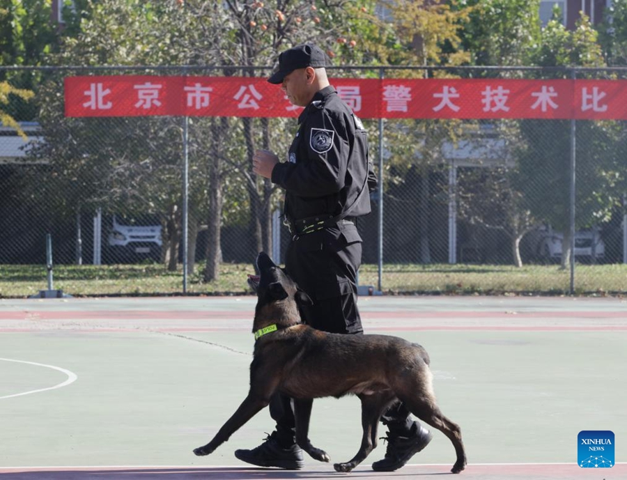 Un concorrente e un cane partecipano a una gara durante una competizione di abilità per cani poliziotto a Beijing, capitale della Cina. (27 ottobre 2025 - Xinhua/Zhao Yingxi)