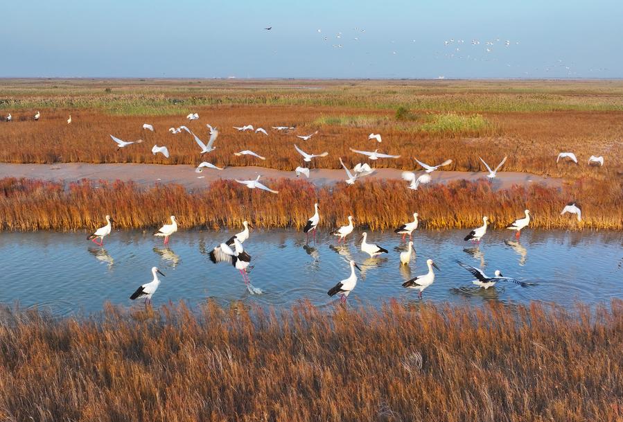 Costruzione di baie splendide nello Shandong, Cina orientale