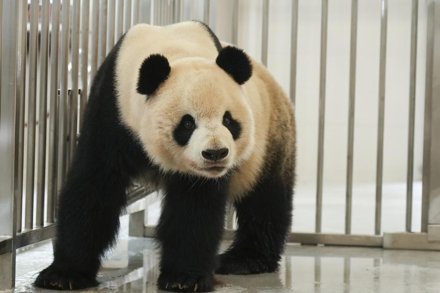 Nuova base per panda giganti entra in funzione in via sperimentale nella Cina sudoccidentale