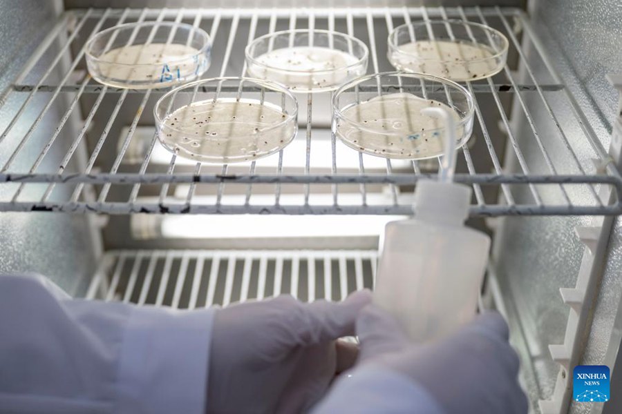 L'industria dei mirtilli rossi prospera nella città di Fuyuan dello Heilongjiang