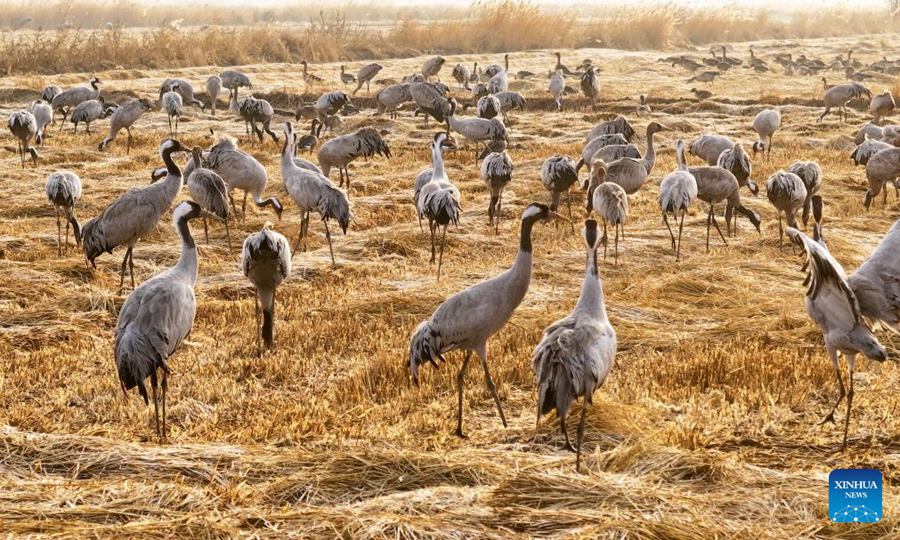 Ningxia, Parco Nazionale delle Zone Umide di Tianhewan diventa un paradiso per uccelli migratori