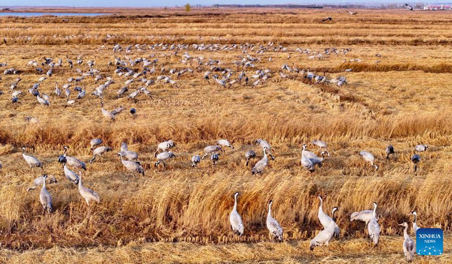 Ningxia, Parco Nazionale delle Zone Umide di Tianhewan diventa un paradiso per uccelli migratori