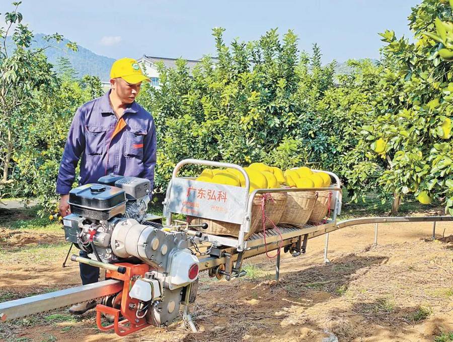 Meizhou, Guangdong: l'industria del pomelo prospera grazie all'innovazione tecnologica