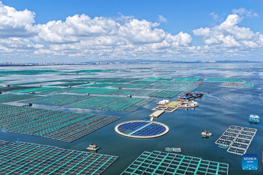 Economia della piscicoltura marina prospera nello Shandong