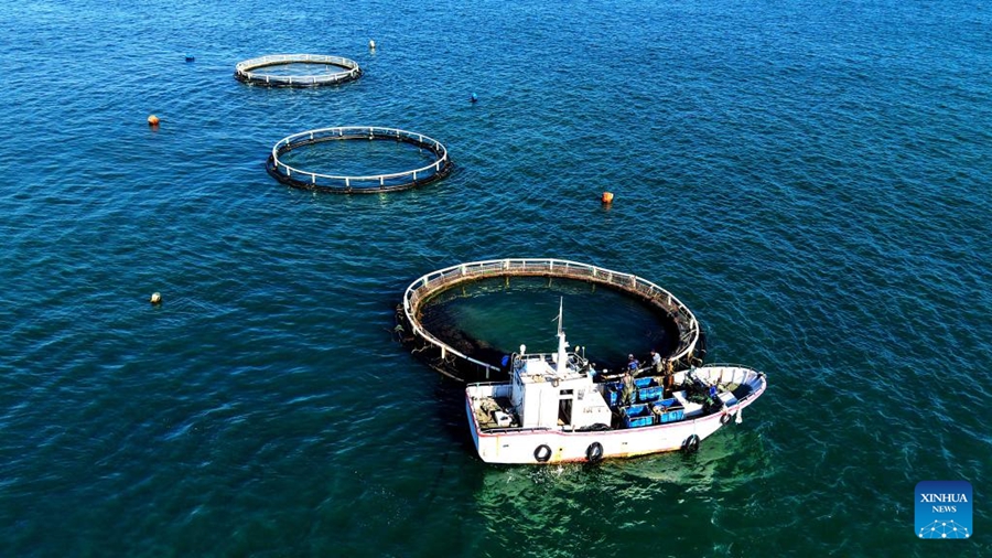 Economia della piscicoltura marina prospera nello Shandong