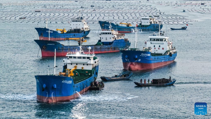 Economia della piscicoltura marina prospera nello Shandong