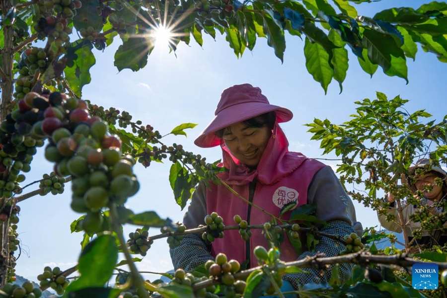 Piante di caffè entrano nella stagione di raccolta a Baoshan, Yunnan