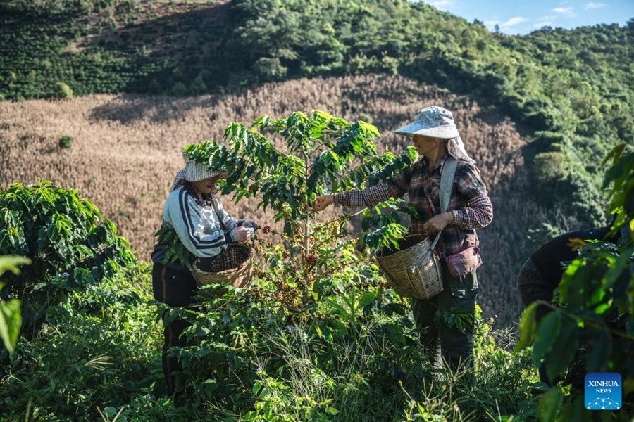 Piante di caffè entrano nella stagione di raccolta a Baoshan, Yunnan