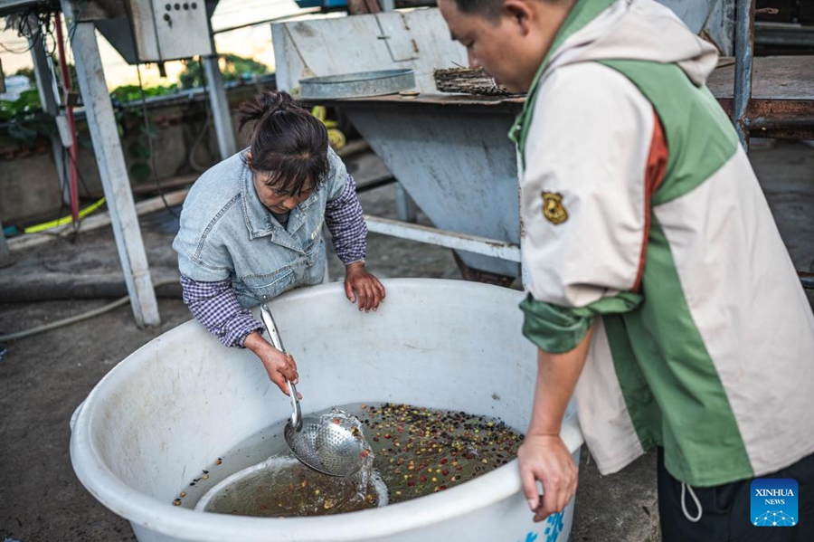 Piante di caffè entrano nella stagione di raccolta a Baoshan, Yunnan