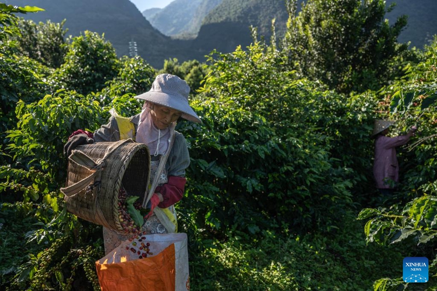 Piante di caffè entrano nella stagione di raccolta a Baoshan, Yunnan