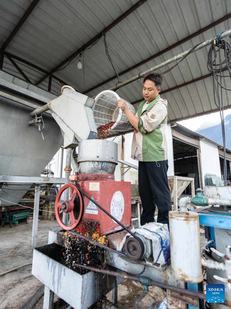 Piante di caffè entrano nella stagione di raccolta a Baoshan, Yunnan