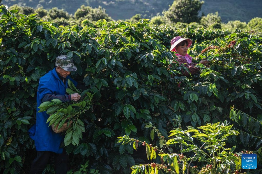 Piante di caffè entrano nella stagione di raccolta a Baoshan, Yunnan