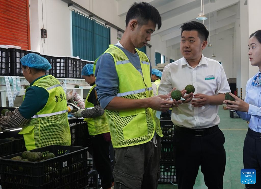 Coltivazione di avocado prospera nella contea di Menglian, Cina sudoccidentale