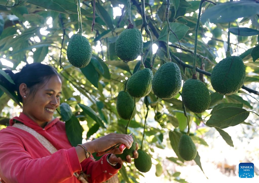 Coltivazione di avocado prospera nella contea di Menglian, Cina sudoccidentale