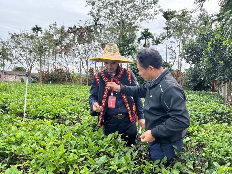 La cultura del tè biologico di Baisha attrae giornalisti stranieri