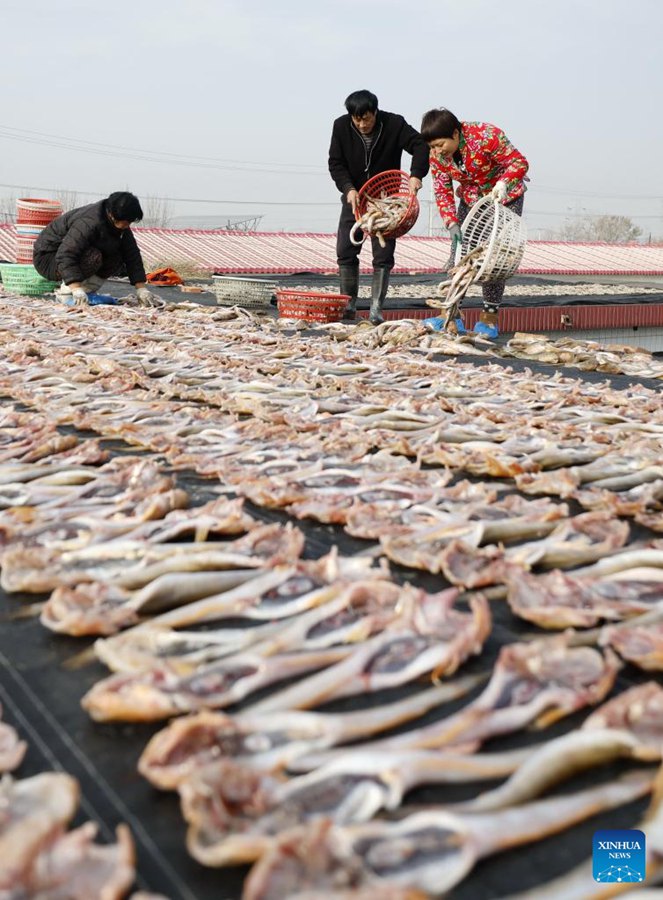 Pescatori essiccano frutti di mare a Tangshan, Cina settentrionale