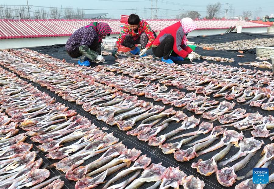 Pescatori essiccano frutti di mare a Tangshan, Cina settentrionale